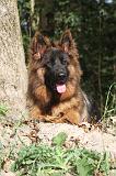 BERGER ALLEMAND 017